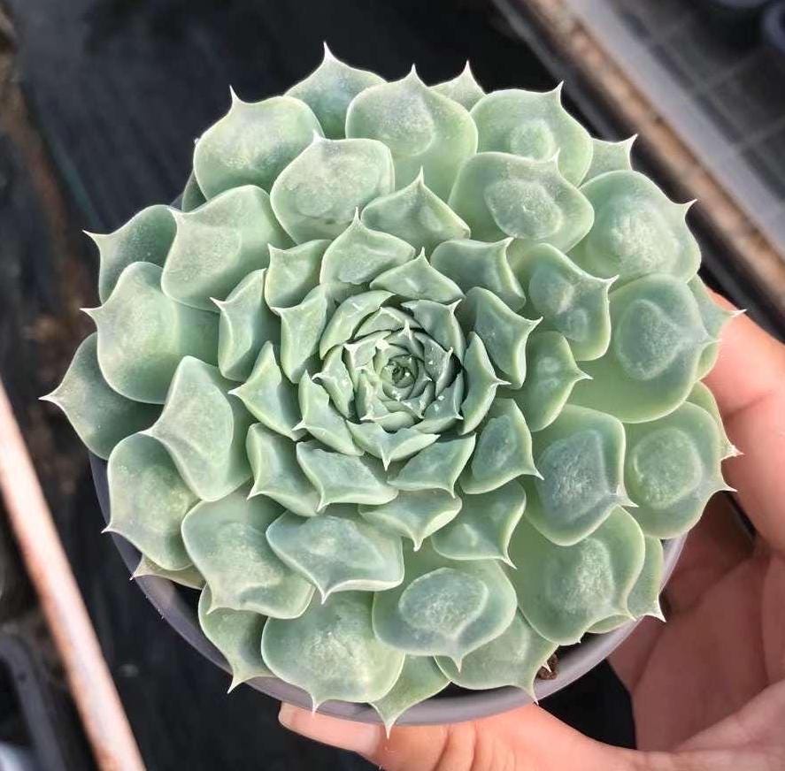 Rare Succulents - Echeveria Heart Choice 3”