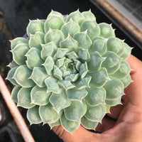 Rare Succulents - Echeveria Heart Choice 3”