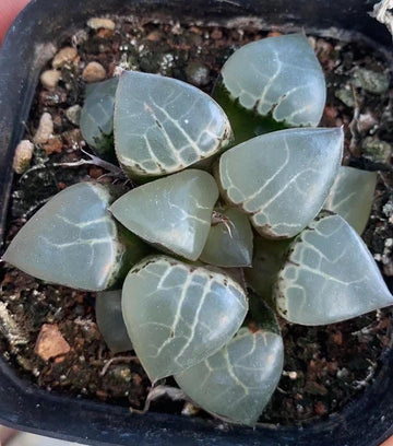 Rare Haworthia Comptoniana Cowebbing 2.5”