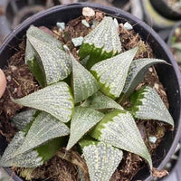 Rare Succulents - Haworthia Badia Aluminum Star (3”)