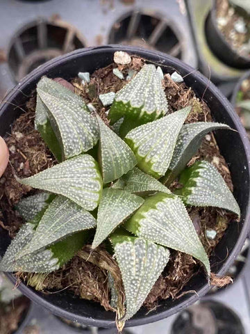 Rare Succulents - Haworthia Badia Aluminum Star (3”)