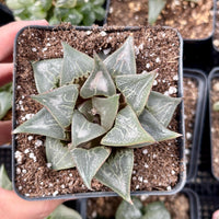 Rare Succulents - Haworthia Badia Shutendoji (3”)