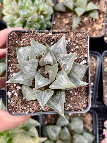 Rare Succulents - Haworthia Badia Shutendoji (3”)