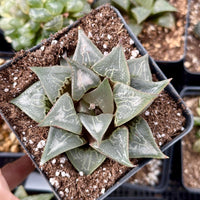 Rare Succulents - Haworthia Badia Shutendoji (3”)