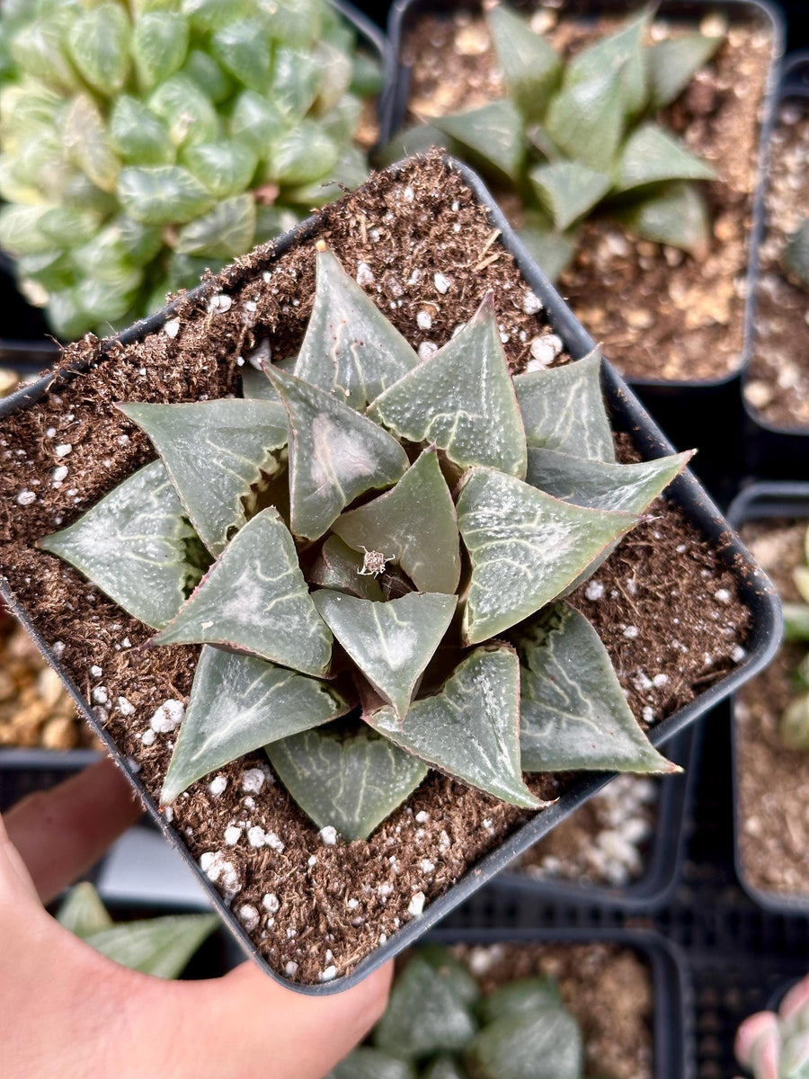 Rare Succulents - Haworthia Badia Shutendoji (3”)