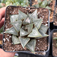 Rare Succulents - Haworthia Badia Shutendoji (3”)