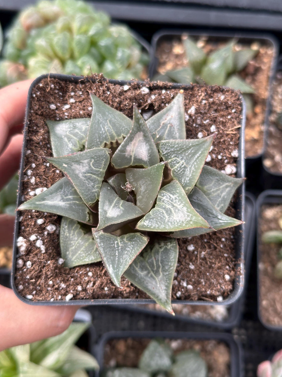 Rare Succulents - Haworthia Badia Shutendoji (3”)