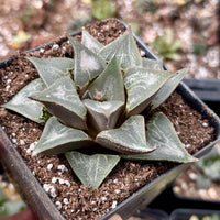 Rare Succulents - Haworthia Badia Shutendoji (3”)