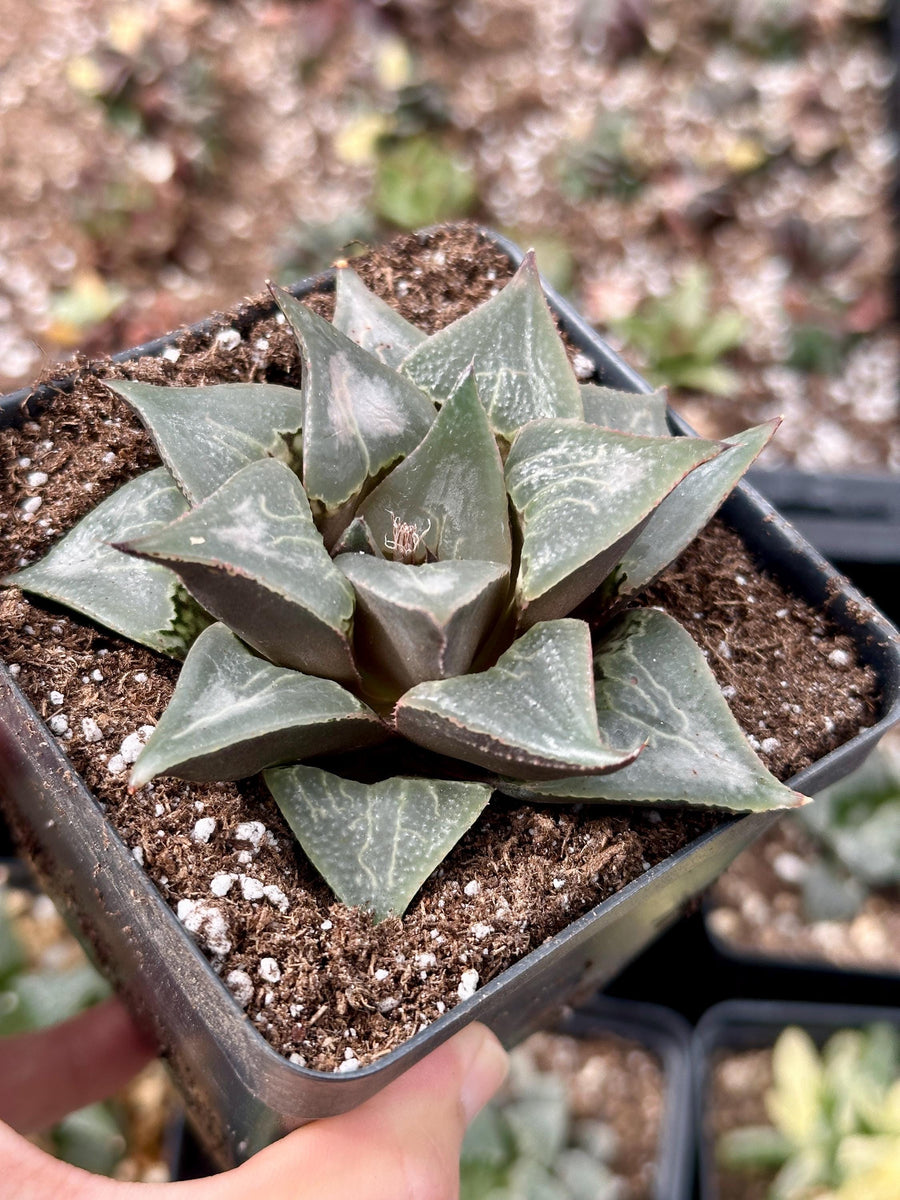 Rare Succulents - Haworthia Badia Shutendoji (3”)