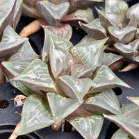 Rare Succulents - Haworthia Badia Shutendoji (3”)