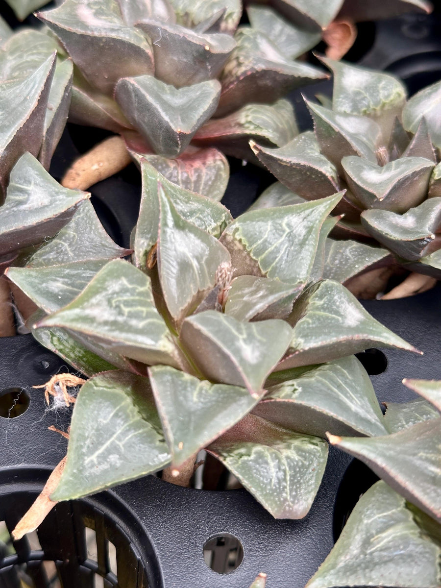 Rare Succulents - Haworthia Badia Shutendoji (3”)