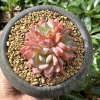 Rare Succulents - Echeveria Orange Morone Cluster