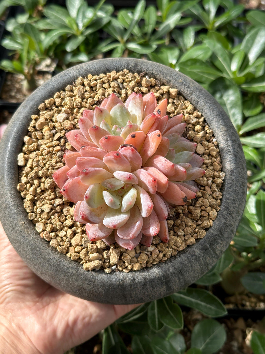 Rare Succulents - Echeveria Orange Morone Cluster