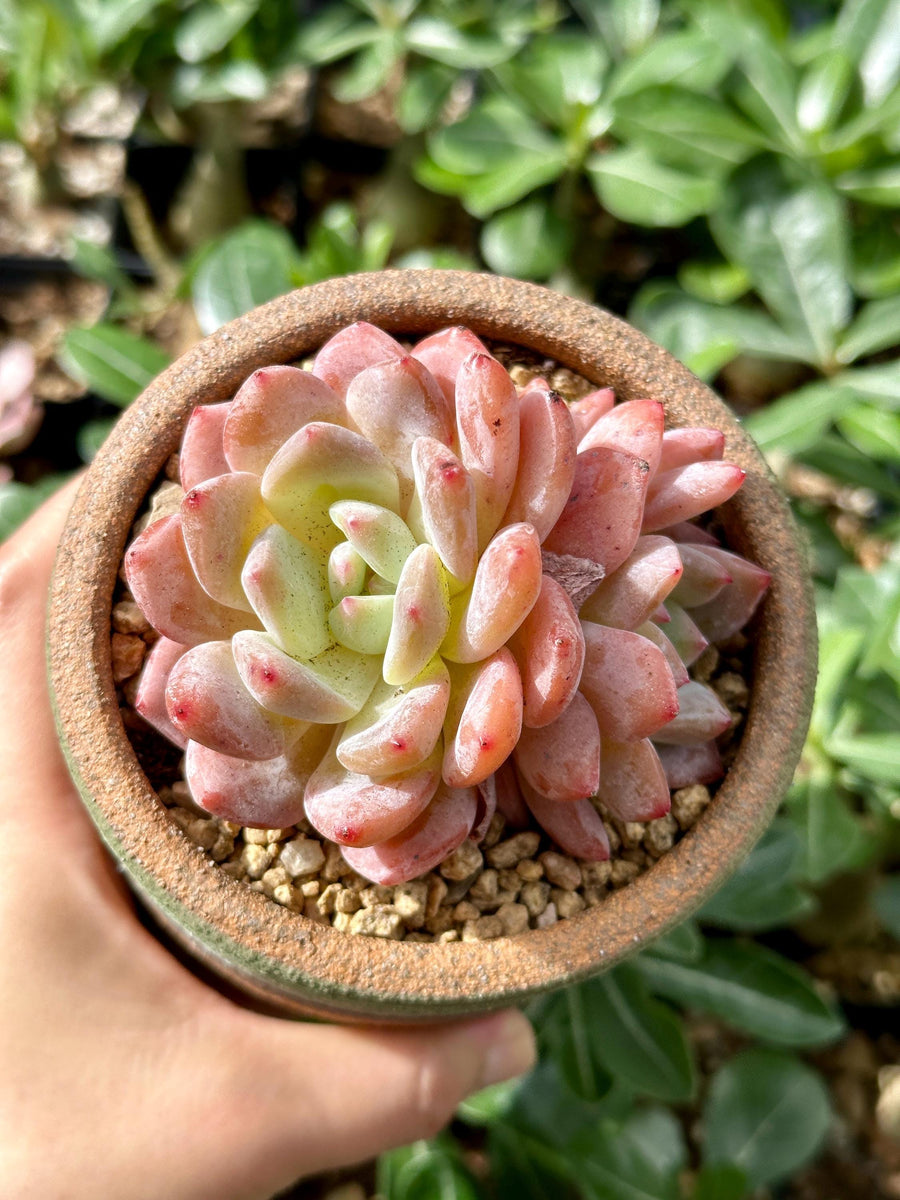 Rare Succulents - Echeveria Orange Morone Cluster