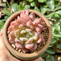 Rare Succulents - Echeveria Orange Morone Cluster