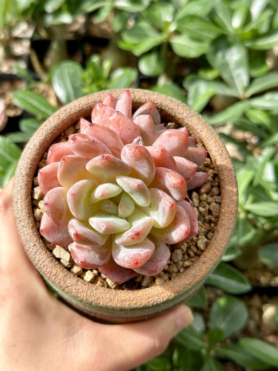 Rare Succulents - Echeveria Orange Morone Cluster