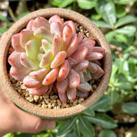 Rare Succulents - Echeveria Orange Morone Cluster