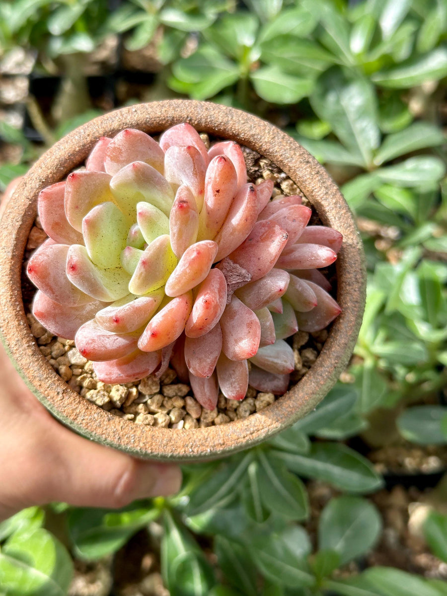 Rare Succulents - Echeveria Orange Morone Cluster