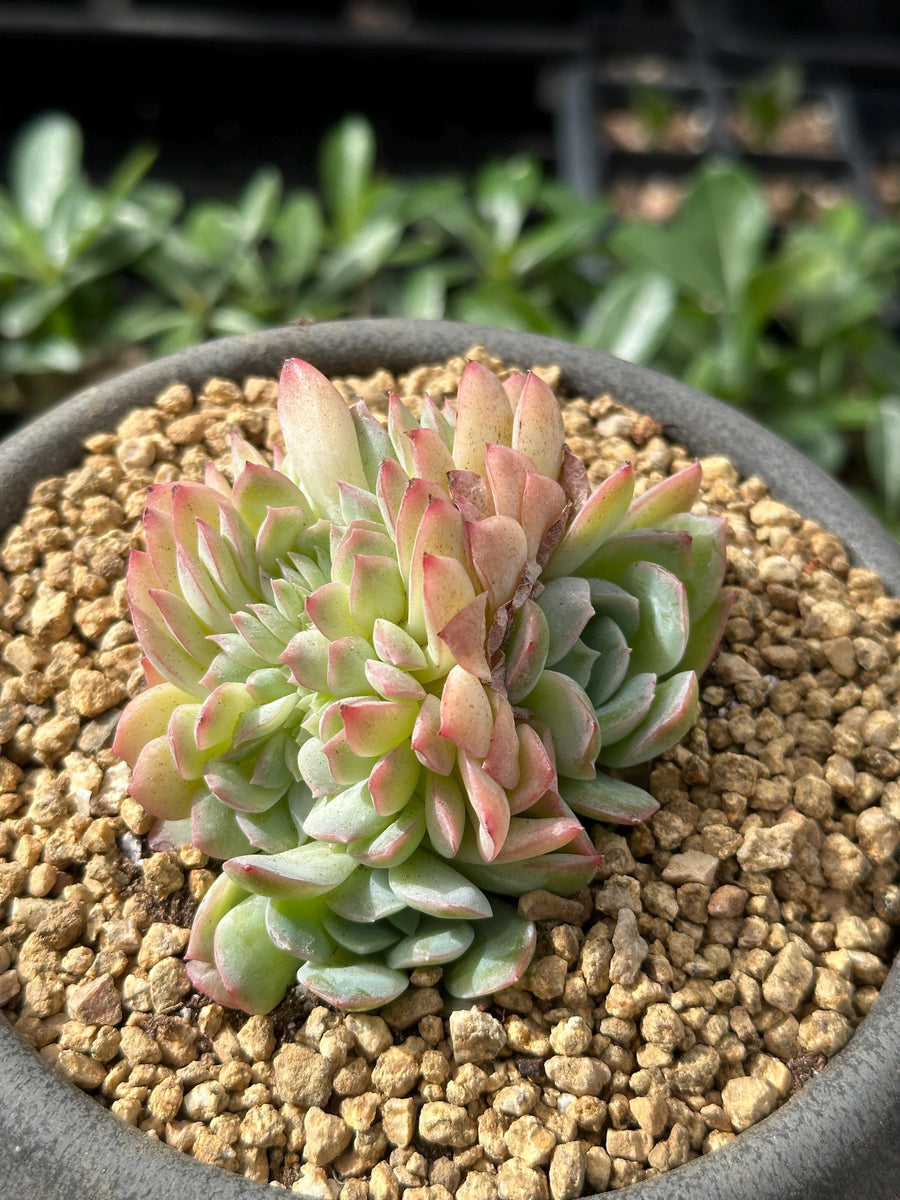 Rare Succulents - Echeveria Suryeon Crested