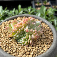 Rare Succulents - Echeveria Suryeon Crested