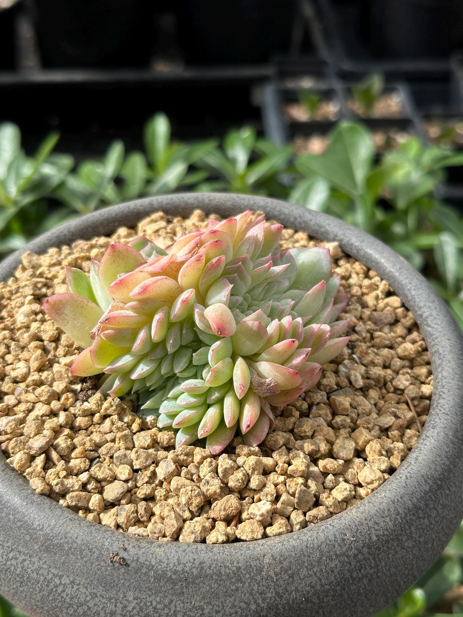 Rare Succulents - Echeveria Suryeon Crested