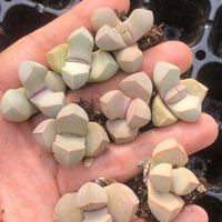 Rare Succulents - Lapidaria Margaretae (0.6"-0.8")