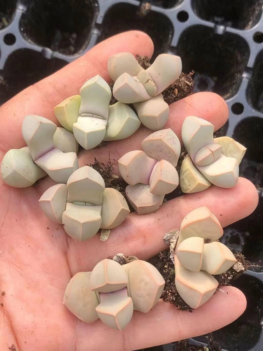 Rare Succulents - Lapidaria Margaretae (0.6