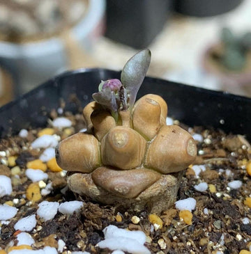 Rare Othonna Herrei Succulent 1 inch starter plant – Unique Miniature Plant for Collectors