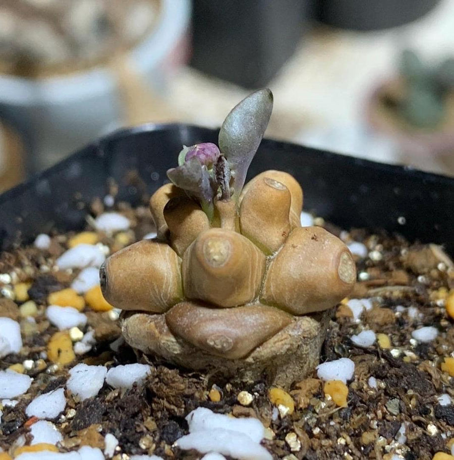 Rare Othonna Herrei Succulent 1 inch starter plant – Unique Miniature Plant for Collectors