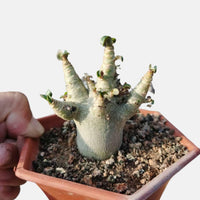 a person holding a potted plant in their hand