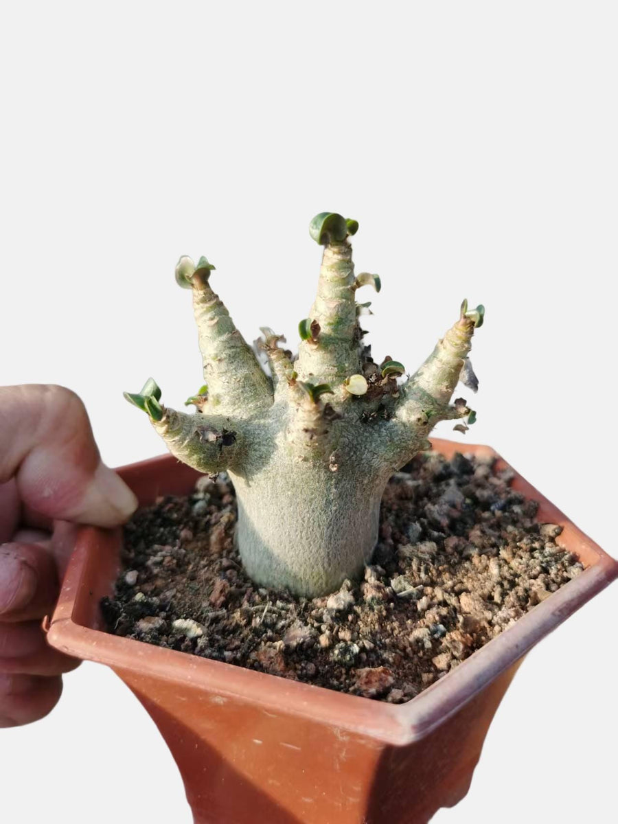 a person holding a potted plant in their hand