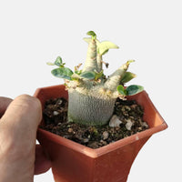 a person holding a small potted plant in their hand