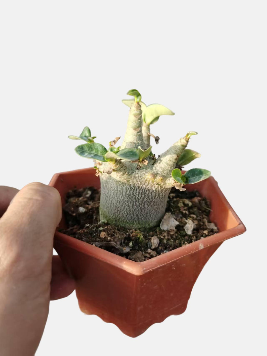 a person holding a small potted plant in their hand