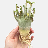 a person holding up a plant with roots