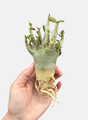 a person holding up a plant with roots