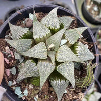 Rare Succulents - Haworthia Badia Aluminum Star (3”)