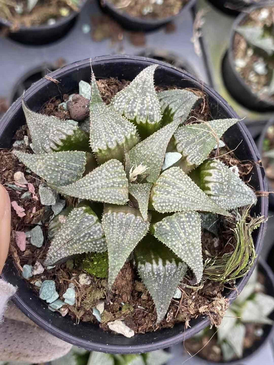 Rare Succulents - Haworthia Badia Aluminum Star (3”)