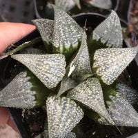 Rare Succulents - Haworthia Badia Aluminum Star (3”)