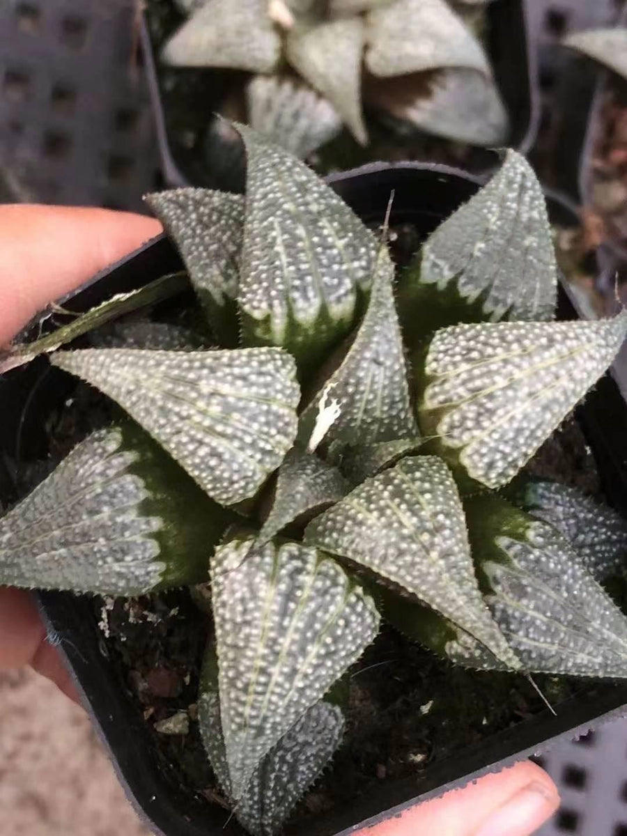 Rare Succulents - Haworthia Badia Aluminum Star (3”)