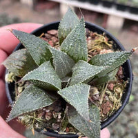 Rare Succulents - Haworthia Badia Aluminum Star (3”)