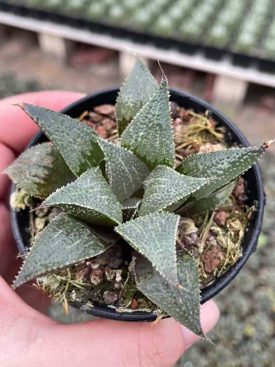 Rare Succulents - Haworthia Badia Aluminum Star (3”)