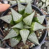 Rare Succulents - Haworthia Badia Aluminum Star (3”)