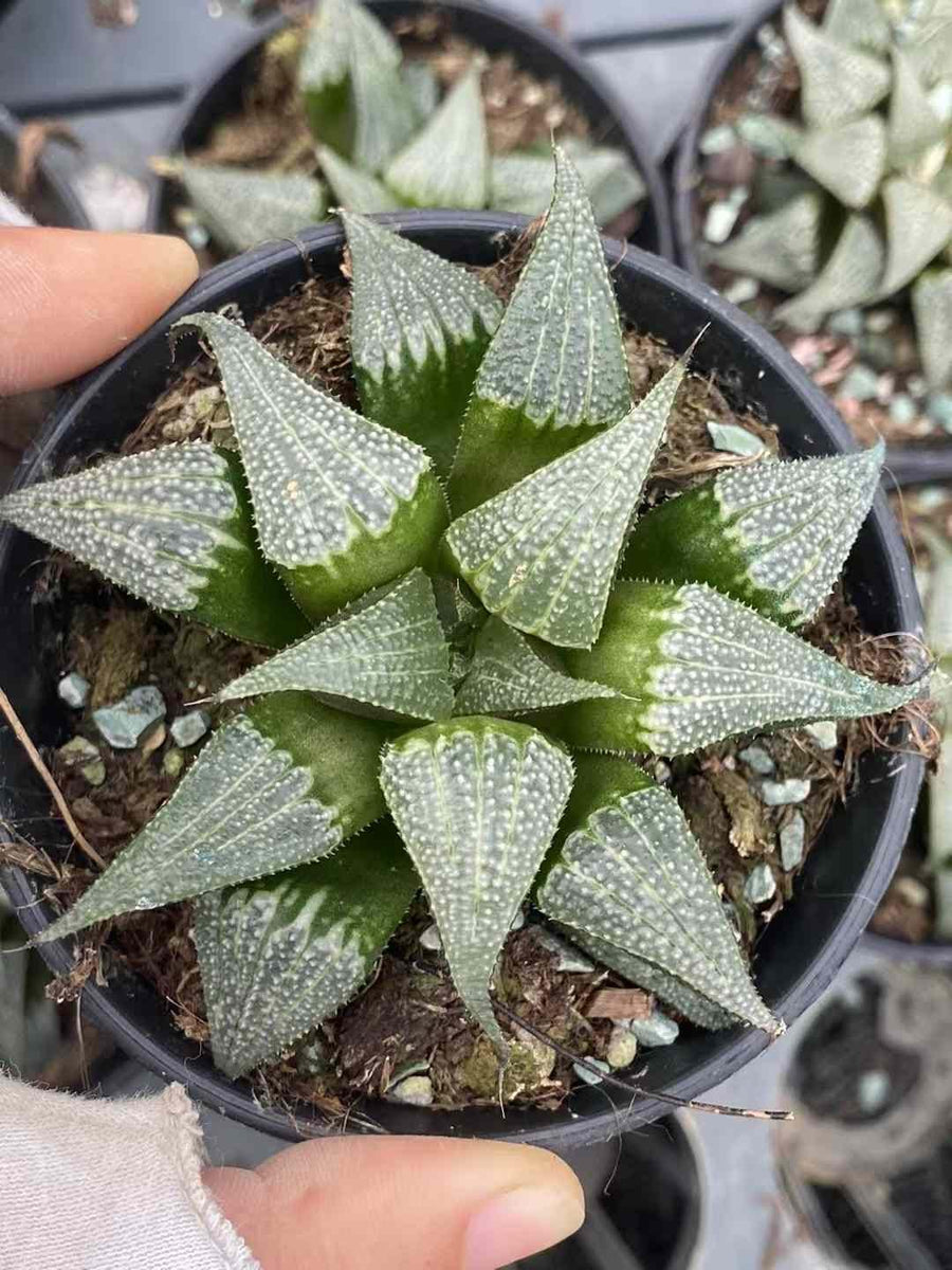 Rare Succulents - Haworthia Badia Aluminum Star (3”)