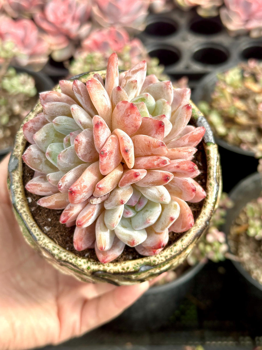 Rare Succulents - Echeveria Orange Morone Cluster