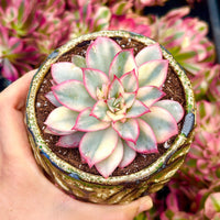 Rare Succulents - Echeveria Variegated Esther