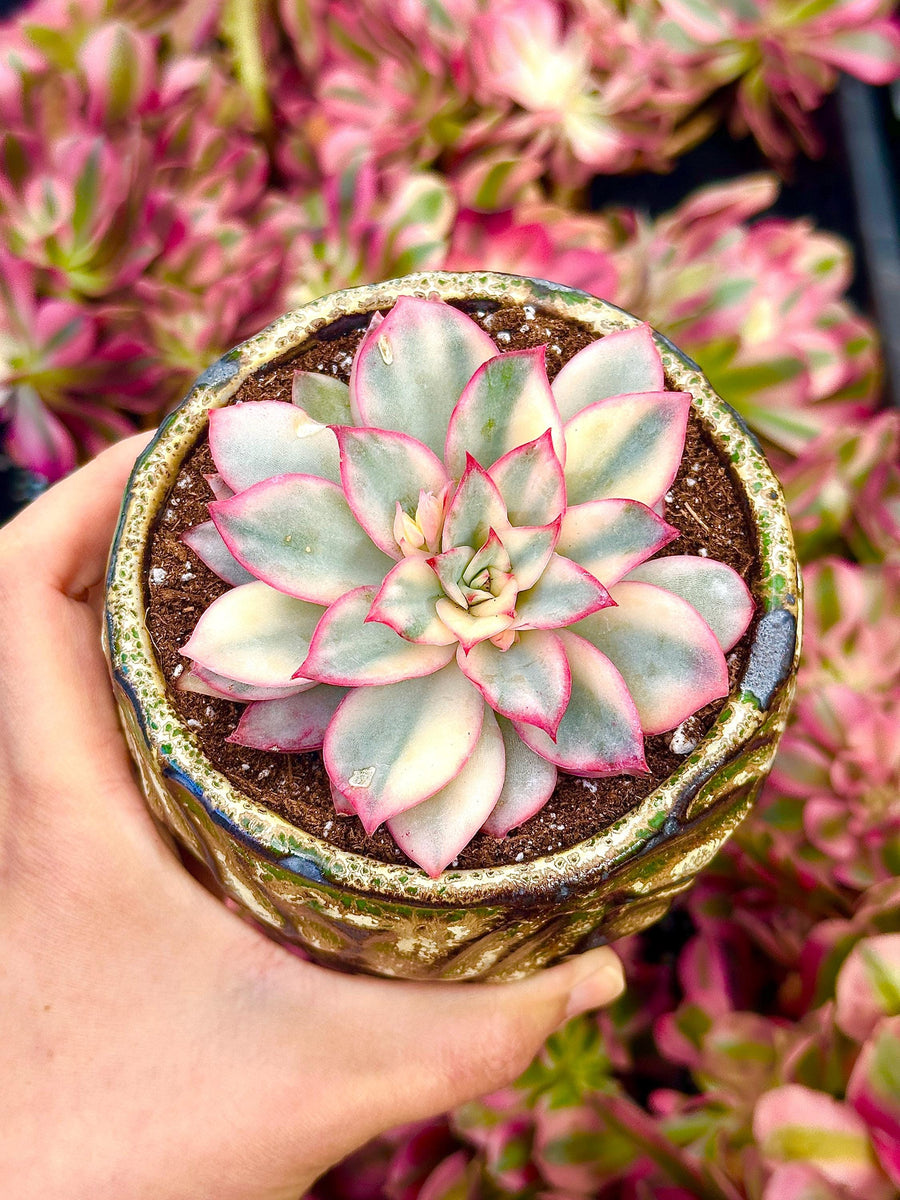 Rare Succulents - Echeveria Variegated Esther