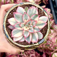 Rare Succulents - Echeveria Variegated Esther