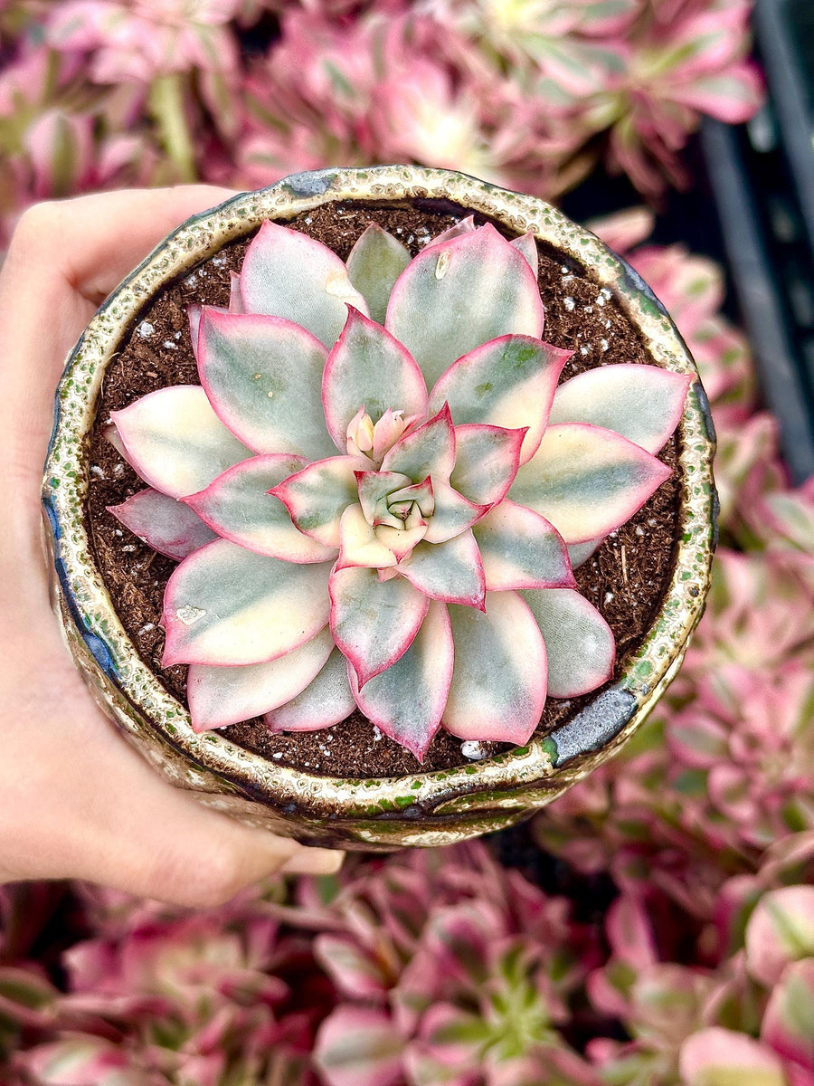 Rare Succulents - Echeveria Variegated Esther