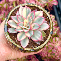 Rare Succulents - Echeveria Variegated Esther