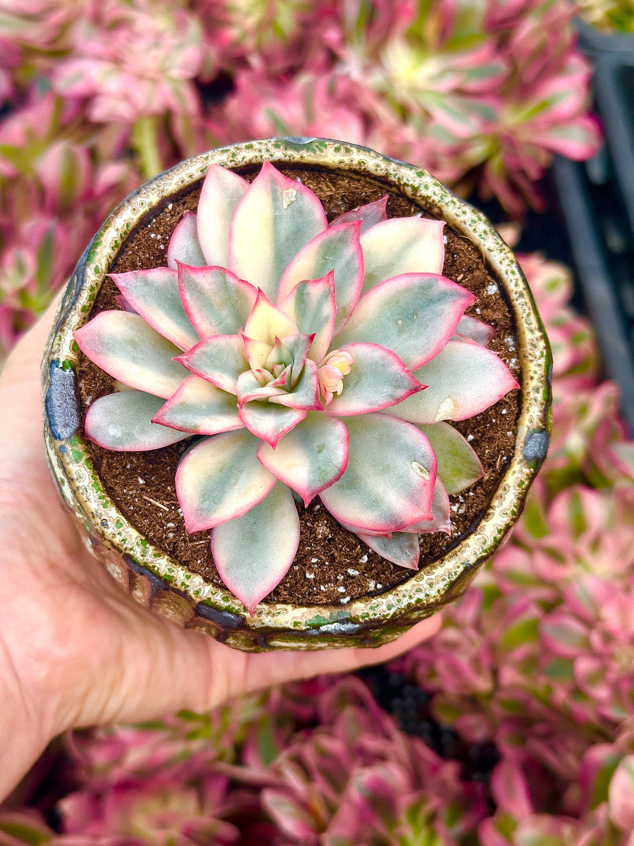 Rare Succulents - Echeveria Variegated Esther